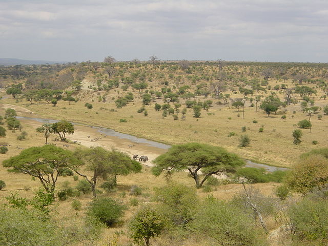 Poderá o Sahara tornar-se uma Savana?