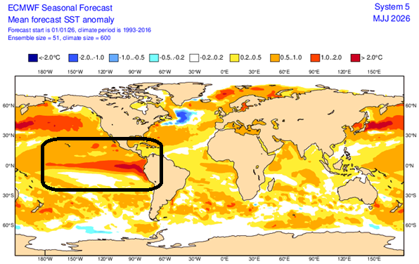 El Niño forte pode regressar em breve, numa das mudanças mais rápidas já registadas - calor mais extremo em 2026, com menos furacões? Entenda este fenómeno e a previsão! El Niño bem presente nas últimas previsões ECMWF